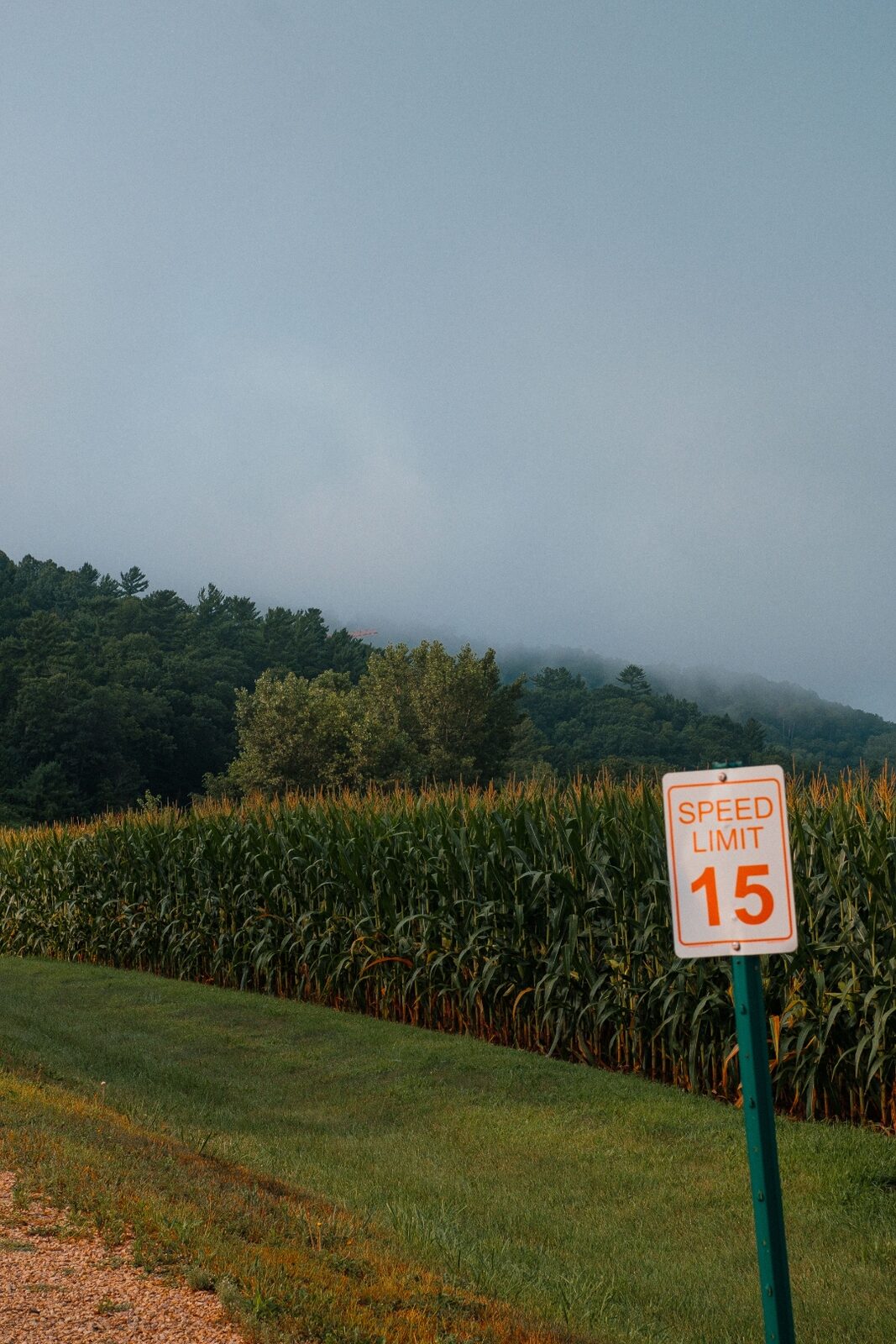 A misted hillside above a Wisconsin cornfield, with a small speed limit sign in the foreground.